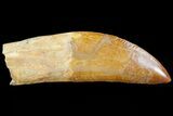Carcharodontosaurus Tooth - Partially Rooted #71097-3